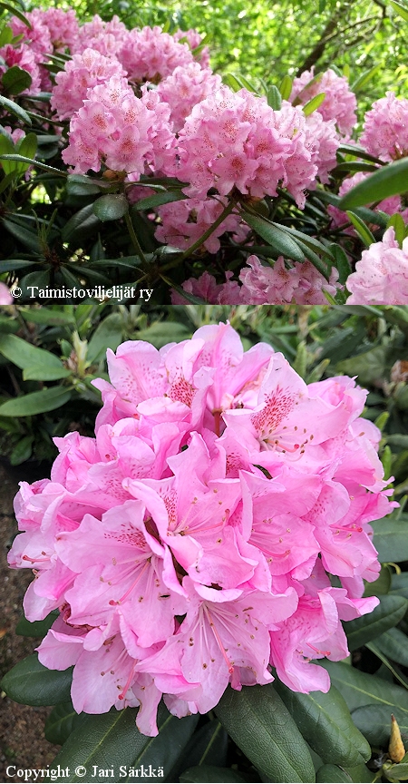 Rhododendron Tigerstedtii-Ryhm 'Helsinki University'